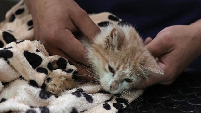 Tiga Wanita di Padang Minta Maaf Cekoki Kucing dengan Miras